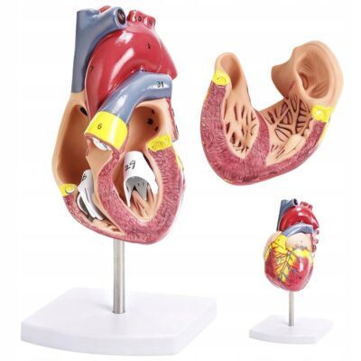 MODEL SERCA LUDZKIEGO 2 CZĘŚCIOWY Z 34 OZNACZENIAMI DO NAUKI ANATOMII